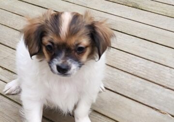 Japanese chin/Chihuahua mix puppy
