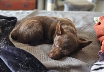 Chocolate Schipperke Male Puppy