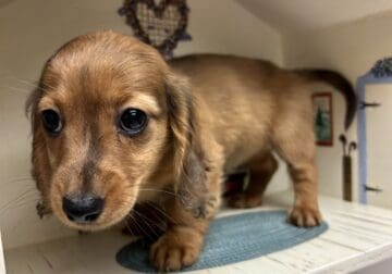 Long-Haired Dachshund Puppy
