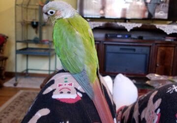 Pet green cheek conure for sale