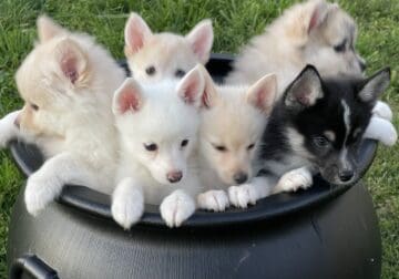 Pomsky Puppies need a forever home!
