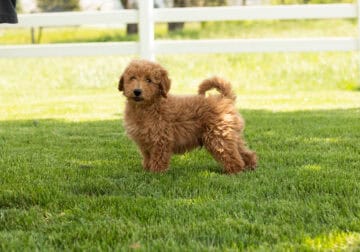 AKC mini poodle puppy in Indiana (Joey)