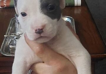 Pitbull puppies for rehoming