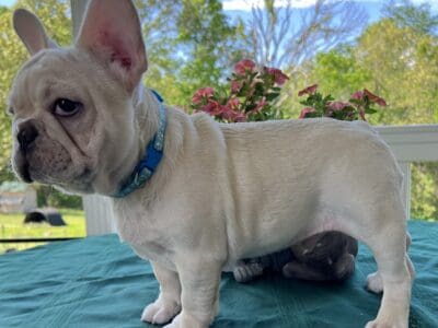 Frosty, cream Frenchie male