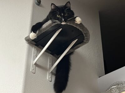 2 year old male tuxedo cat