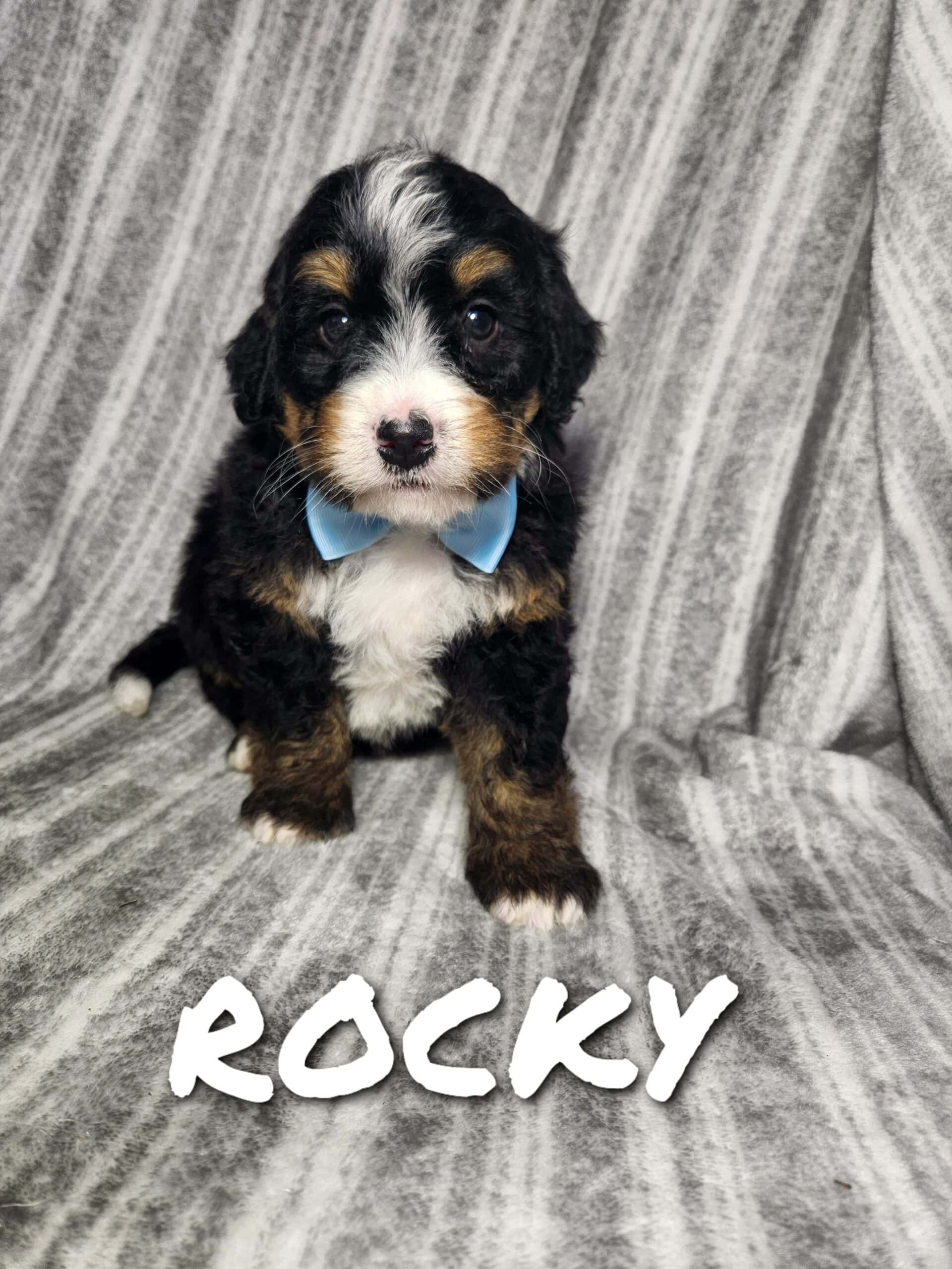 Mini Bernedoodle puppy Rocky