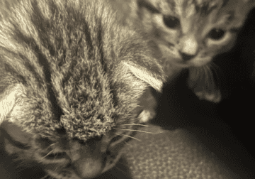 Kittens (born 3-29-2024)