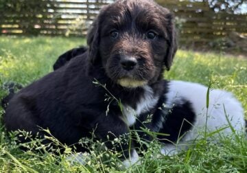 Pyredoodle F1 puppies for sale