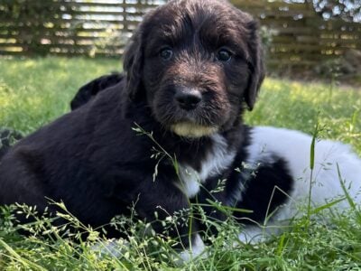 Pyredoodle F1 puppies for sale