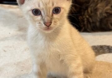 Savannah/ Siamese kittens
