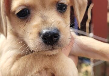 Adorable Chiweenie Pups For Sale