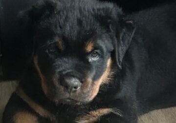 Pure breed female Rottweiler puppy