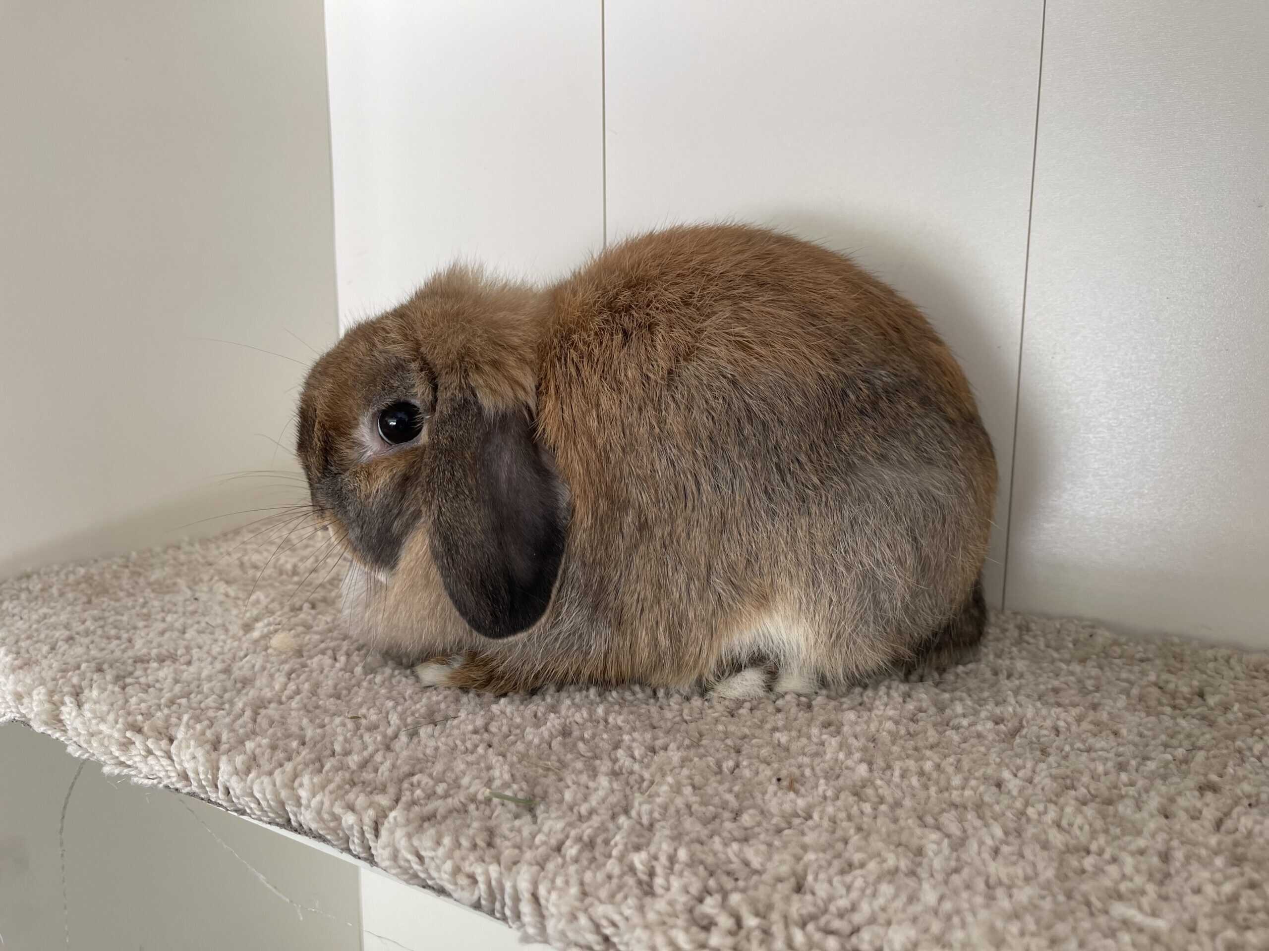 Gorgeous little holland lop doe | PetClassifieds.com