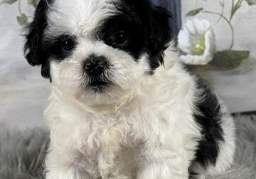 Max- Shihpoo (ICA registered)