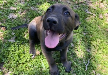 Beautiful German shepherd/lab mixed puppy for reho