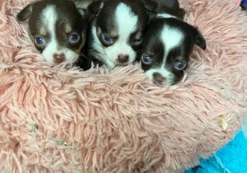 CKC Chihuahua Puppies – Mothers Day Babies!!