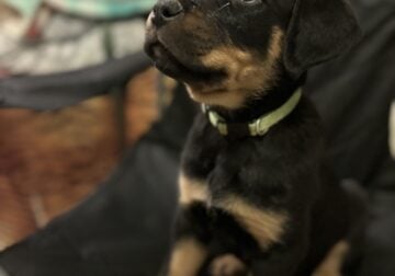 Rottweiler pups ready for homes
