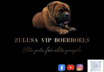Zulusa Boerboels Puppies