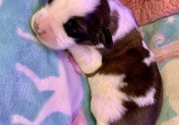 Saint Bernard puppy female $1800