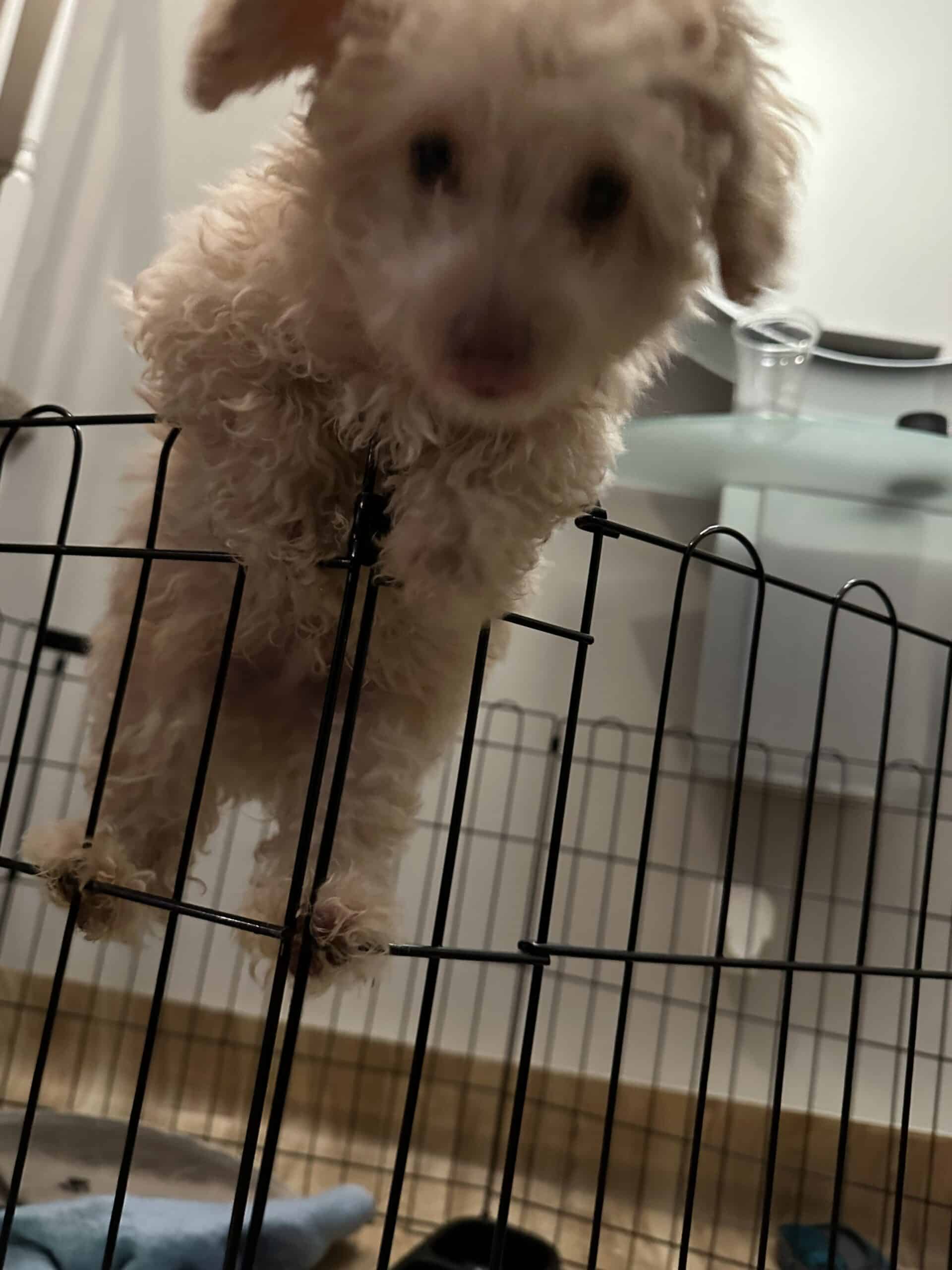 Adorable toy poodle available | PetClassifieds.com