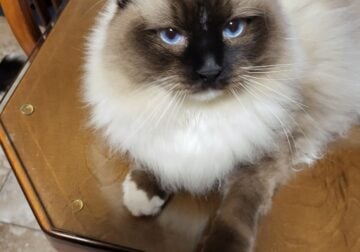 Seal mitted Ragdoll purebred