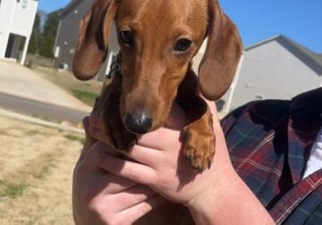 6 Month old Male CKC Dachshund (Red)