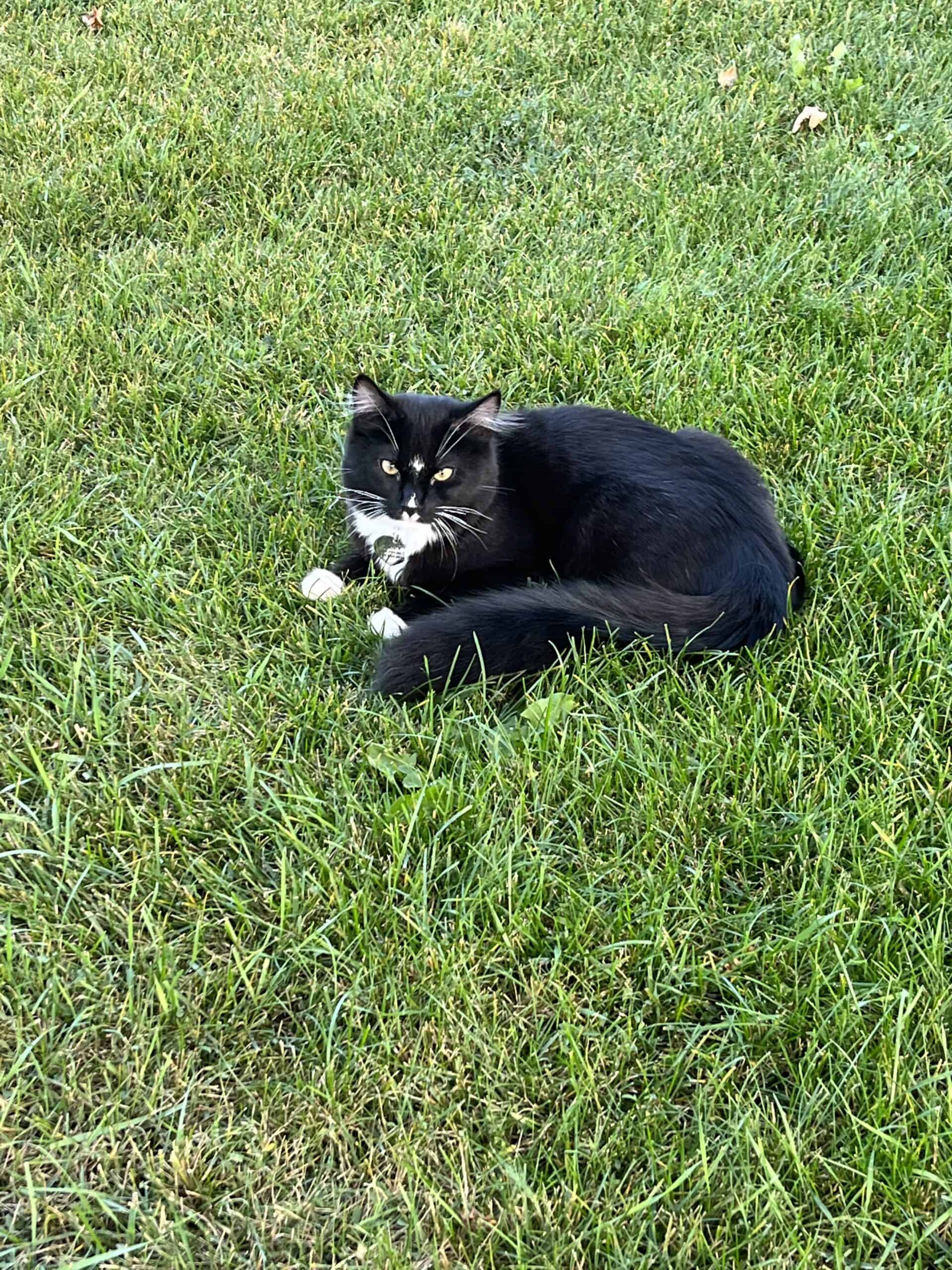 2 year old male tuxedo cat | PetClassifieds.com