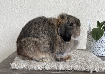 HOLLAND LOP DOE AVAILABLE