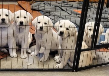 Purebred Labrador Retriever Puppies For Sale