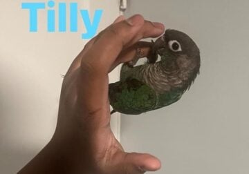 3 conures For rehoming