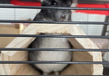 2 Chinchilla Sisters with 2 cages + accessories