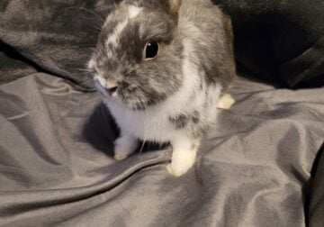 CAGE, FOOD, 2 MALE BUNNIES, NEED GONE