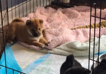 Shiba Inu Puppies for sale