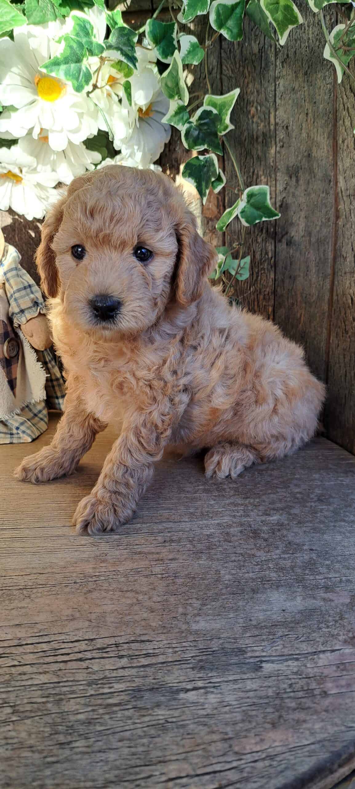 F1b Mini Goldendoodle puppies, ready NOW!
