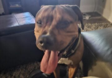 Super Sweet 3y.o. Pit for Free Adoption (Moving)