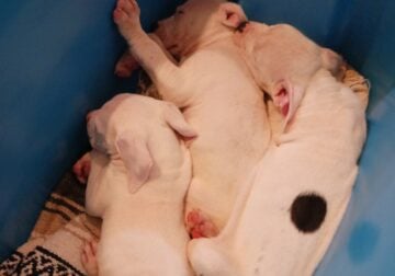 Blue Nose Pit Puppies- Males