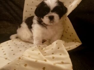 Shih-tzu Puppy For Sale! So Cute And Fluffy! 