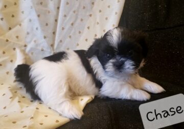 Shih-tzu puppy for sale! Sweetest boy!