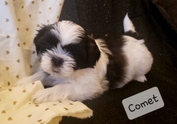 Shih-tzu puppy for sale! So cute and fluffy!