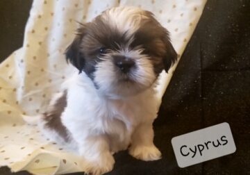 Shih-tzu puppy for sale! Cutest lil fluffball!