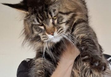 Gorgeous Maine coon boy as a pet for a loving fami