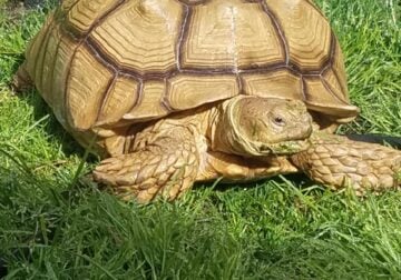 Free 16 y/o male sulcata tortoise