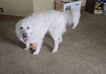 Rehome 1 year old Great Pyrenees