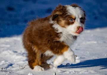 Mini Aussie Puppy-Red tricolor!