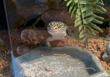 Leopard Gecko Seeking a New Home