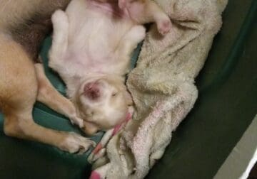 I have 2 adorable male and female Chihuahua pups