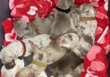 1st Litter Pitbull Puppies Merle and Chocolate