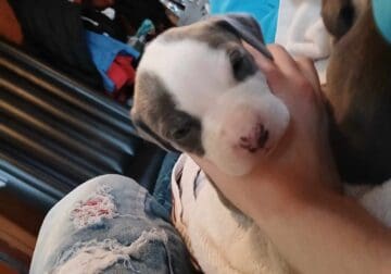 American bully pit puppy