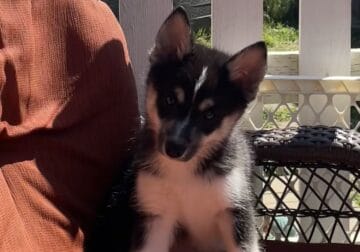 3 Pomsky Puppies need a forever home!