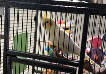 Young friendly cockatiel with cage